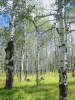 PICTURES/Kendrick Wildlife Trail/t_Aspen Grove1.JPG